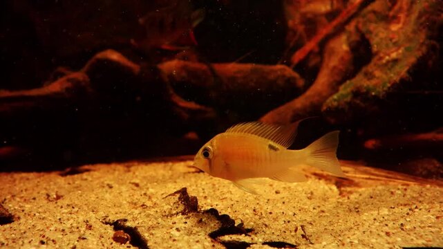 Colorful fish swimming gracefully in an aquarium, showcasing vibrant scales and natural habitat with sandy substrate and driftwood in the background