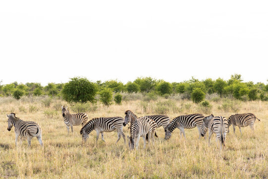 zebra, Makgadigadi National Park, Botswana, Africa