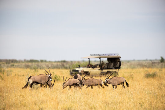 Oryx being observed by  people in safari vehicle, Makgadikgadi National Park, Botswana, Africa