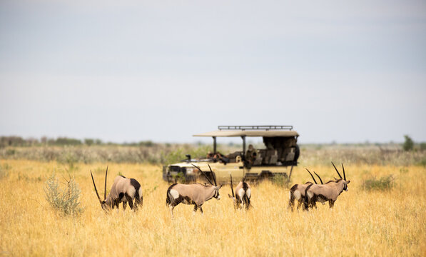 Oryx being observed by  people in safari vehicle, Makgadikgadi National Park, Botswana, Africa