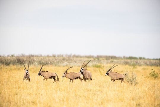Oryx being observed by  people in safari vehicle, Makgadikgadi National Park, Botswana, Africa