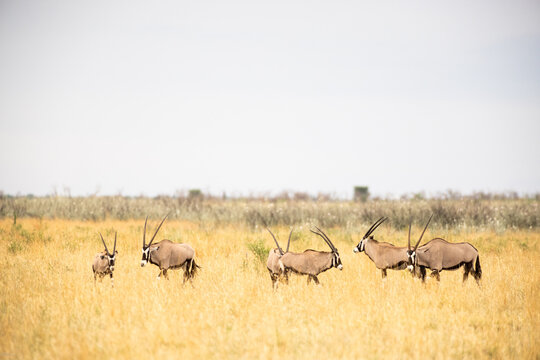 Oryx being observed by  people in safari vehicle, Makgadikgadi National Park, Botswana, Africa