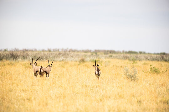 Oryx being observed by  people in safari vehicle, Makgadikgadi National Park, Botswana, Africa