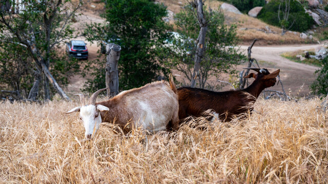 View of two goats grazing in tall dry grass on a rural farm with trees and a parked car in the background in Fallbrook, California, United States.