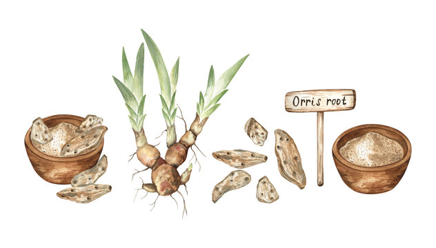 Iris root perfume ingredient watercolor illustration. Iris root or orris is a basic ingredient in perfumery; here is the clip art of orris powder in a wooden bowl, dried iris roots, and sprouts