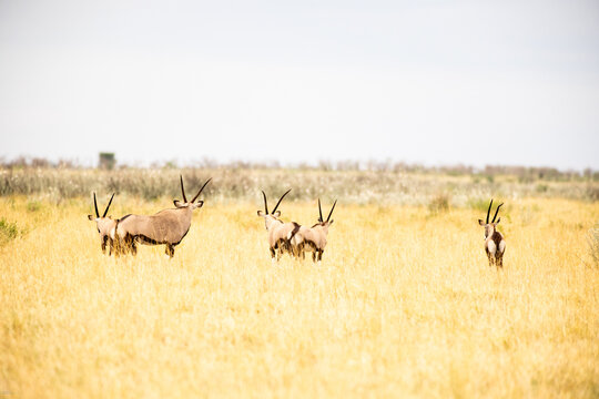 Oryx being observed by  people in safari vehicle, Makgadikgadi National Park, Botswana, Africa