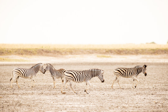 zebra, Okavango Delta, Botswana, Africa