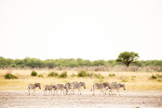 zebra, Okavango Delta, Botswana, Africa