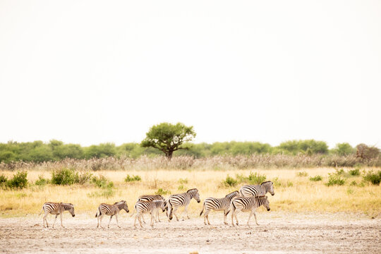 zebra, Okavango Delta, Botswana, Africa