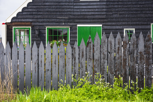 View of a traditional black wooden house with vibrant green window frames, a matching picket fence and lush green grass with white flowers in Netherlands.