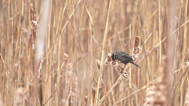 Red-winged blackbird searching for insects in cattail reeds, natural wildlife behavior.
