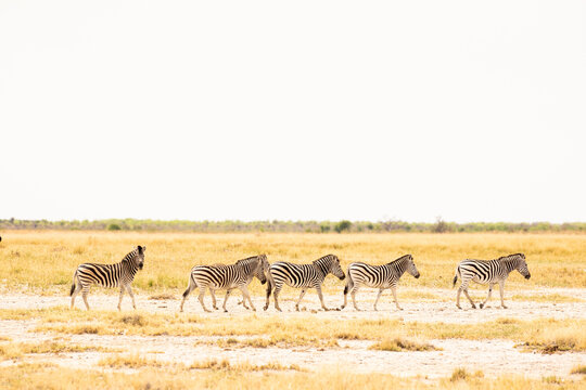 Zebra, Makgadigadi National Park, Botswana, Africa