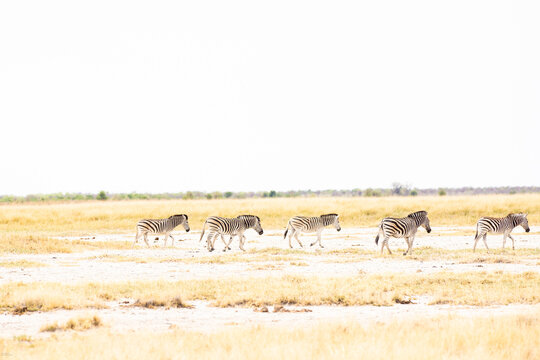 Zebra, Makgadigadi National Park, Botswana, Africa
