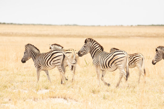 Zebra, Makgadigadi National Park, Botswana, Africa