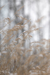 Obraz premium Snowflakes on a tall stalk of grass