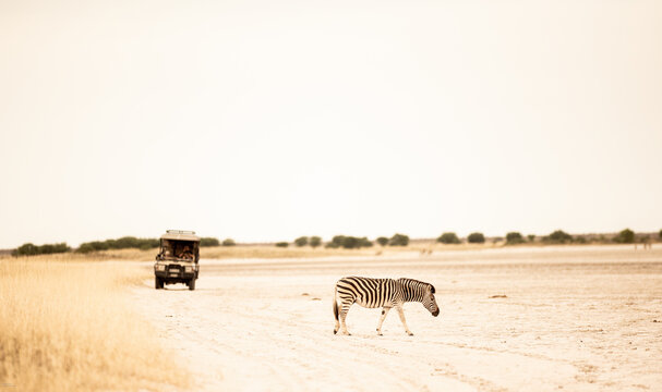 zebra, Okavango Delta, Botswana, Africa