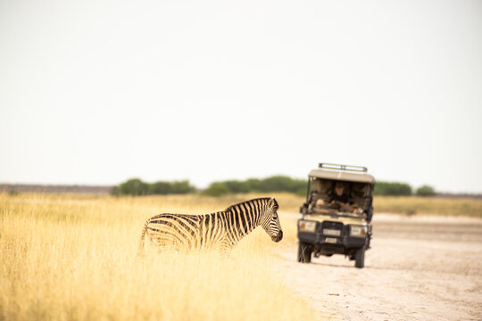 Giraffe crossing path of safari vehicle, Makgadikgadi National Park, Botswana, Africa