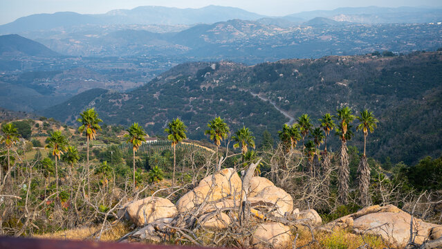 View of Splitrock Baby Oaks with palm trees and rolling hills under a clear sky in Fallbrook, California, United States.