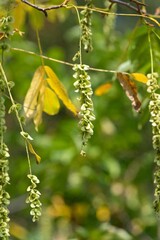 Obraz premium Close up of nutlets hanging from a Caucasian walnut (pterocarya fraxinifolia) tree