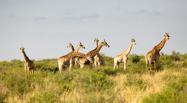 Giraffe,