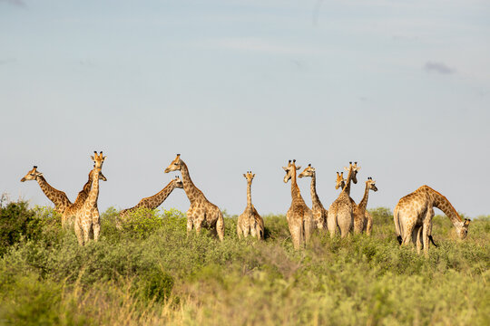 Giraffe,