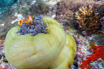 tropical coral reef © Evgenios