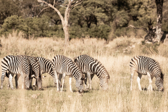 zebra, Okavango Delta, Botswana, Africa