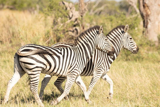zebra, Okavango Delta, Botswana, Africa