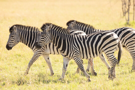zebra, Okavango Delta, Botswana, Africa