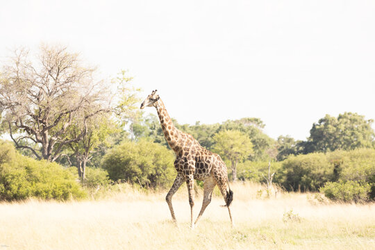 Giraffe, Okavango Delta, Botswana, Africa