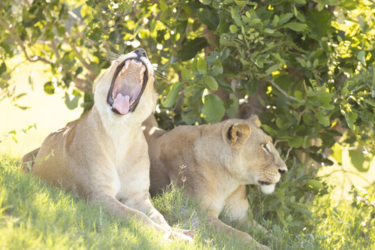 Lioness, Okavango Delta, Botswana, Africa