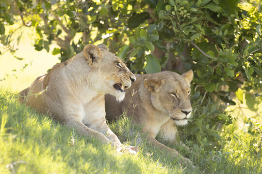 Lioness, Okavango Delta, Botswana, Africa