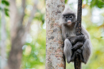 Fototapeta premium An adorable young Indochinese Grey Langur sits in a tree in Thailand, Asia.