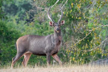 Obraz premium A Sambar Deer with antlers walks in a field in Thailand, Asia.