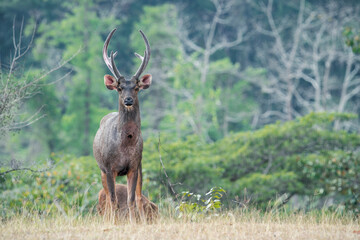 A Sambar Deer with antlers stands in a field in Thailand, Asia. © Rob