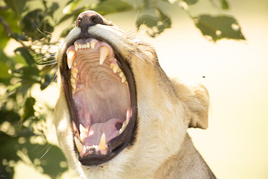 Lioness, Okavango Delta, Botswana, Africa