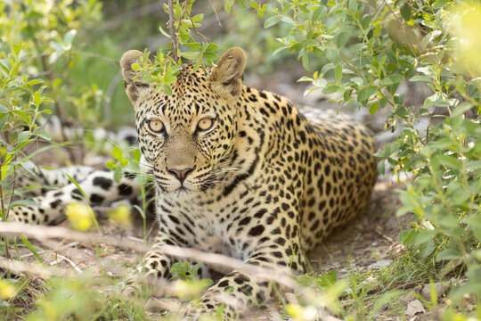 Leopard, Okavango Delta, Botswana, Africa