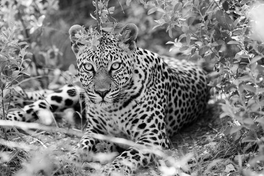 Leopard, Okavango Delta, Botswana, Africa