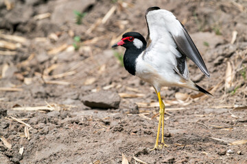 Fototapeta premium A Red-wattled Lapwing stretches its wings in Thailand, Asia.