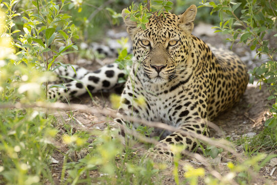 Leopard, Okavango Delta, Botswana, Africa
