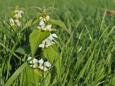 Isolated close-up of a white dead-nettle (lamium album L.) in between grass in a field in Bonn, Germany. Concept: weeding, weeds, biodiversity