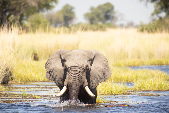 Elephants, Okavango Delta, Botswana, Africa