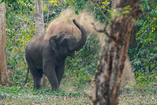 An Asian Elephant is spraying dust with its trunk in Thailand, Asia.