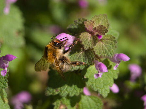Close-up of a European orchard bee (osmia cornuta) collecting pollen of a of a laminum purpureum L. or purple dead-nettle. Bonn, Germany