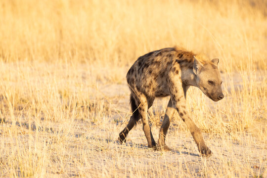 Hyena, Okavango Delta, Botswana, Africa