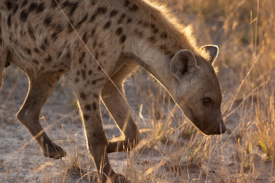 Hyena, Okavango Delta, Botswana, Africa