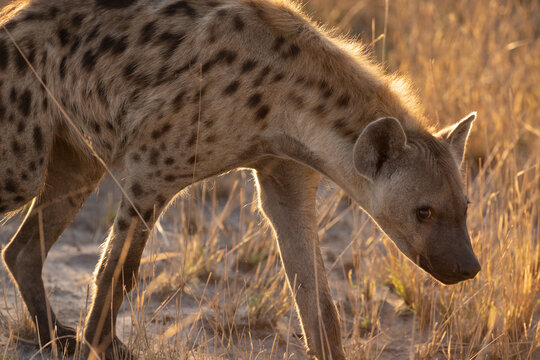 Hyena, Okavango Delta, Botswana, Africa