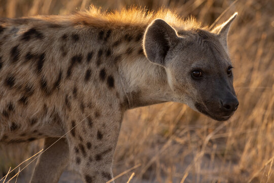 Hyena, Okavango Delta, Botswana, Africa
