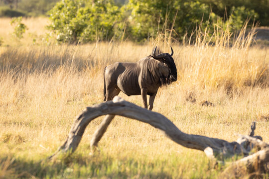 Wildebeest, Okavango Delta, Botswana, Africa