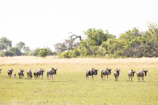 Wildebeest, Okavango Delta, Botswana, Africa